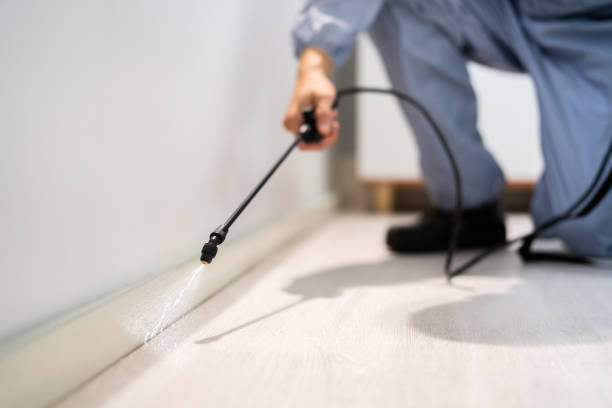Licensed Ant Control service in Nashua, NH - Nex Pest Control